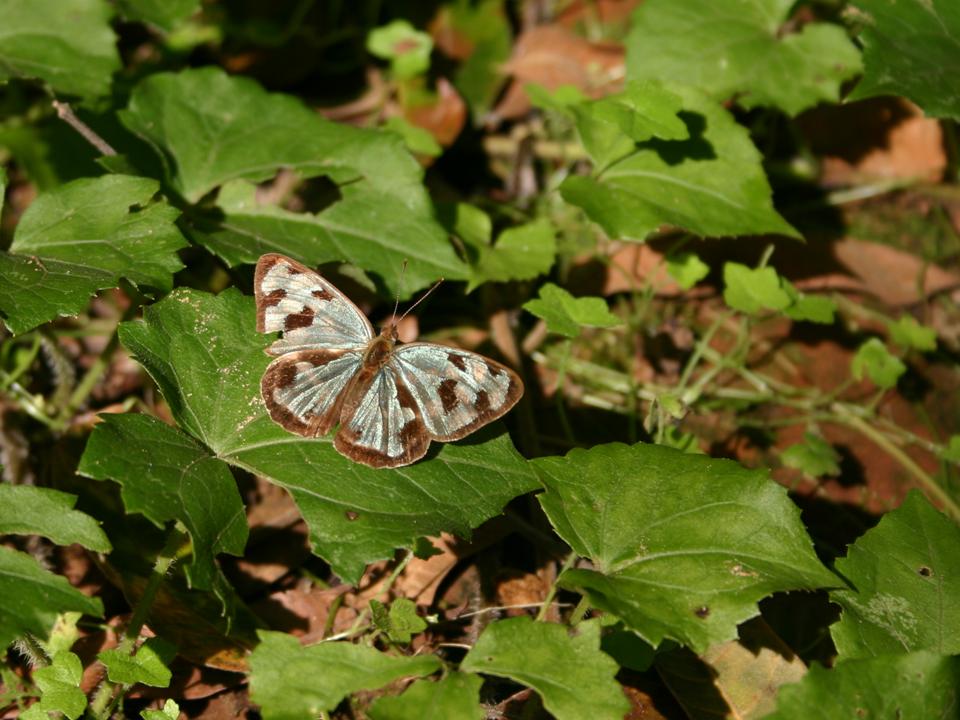 FIGURE 2 FIGURE 2